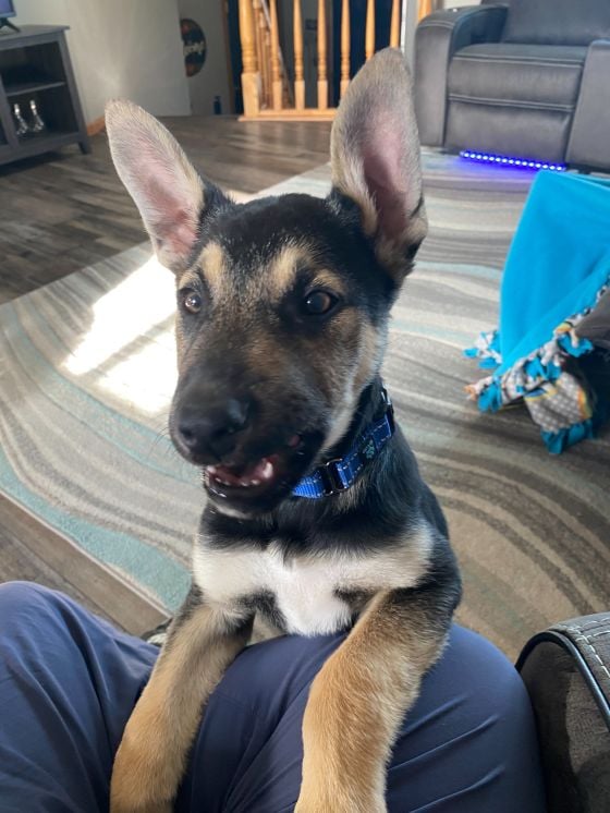 Dog available for adoption