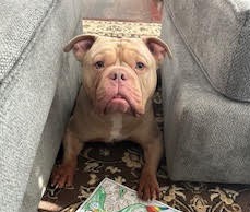 Apollo