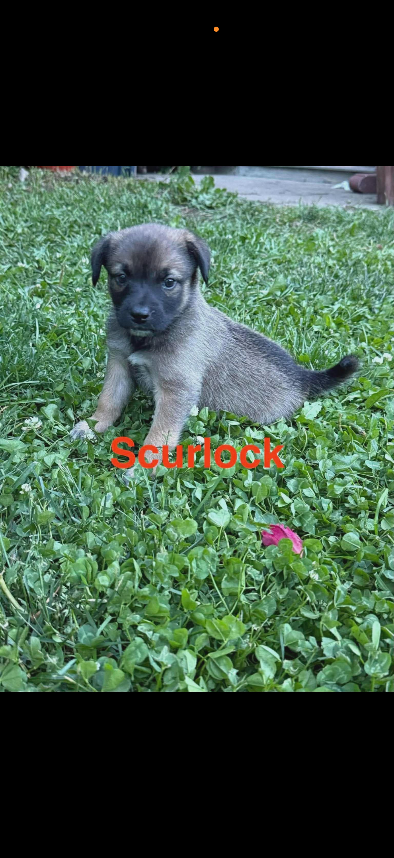 Scurlock thumbnail 3