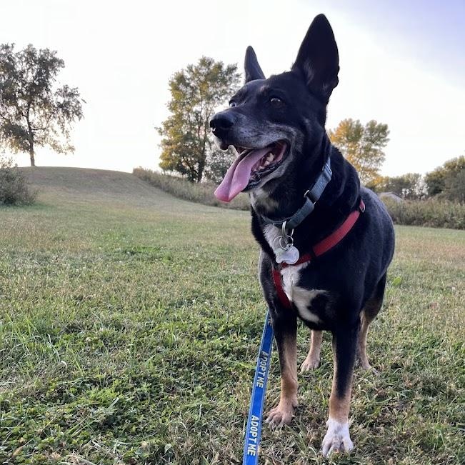 Chimichurri Sauce - Photo 1