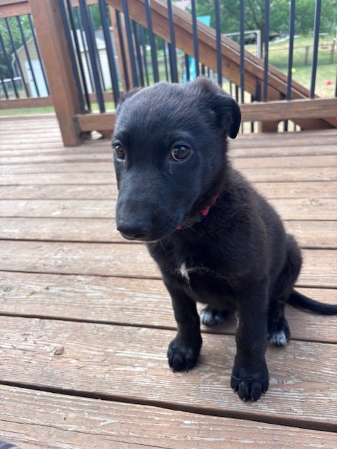 Fraser thumbnail 3