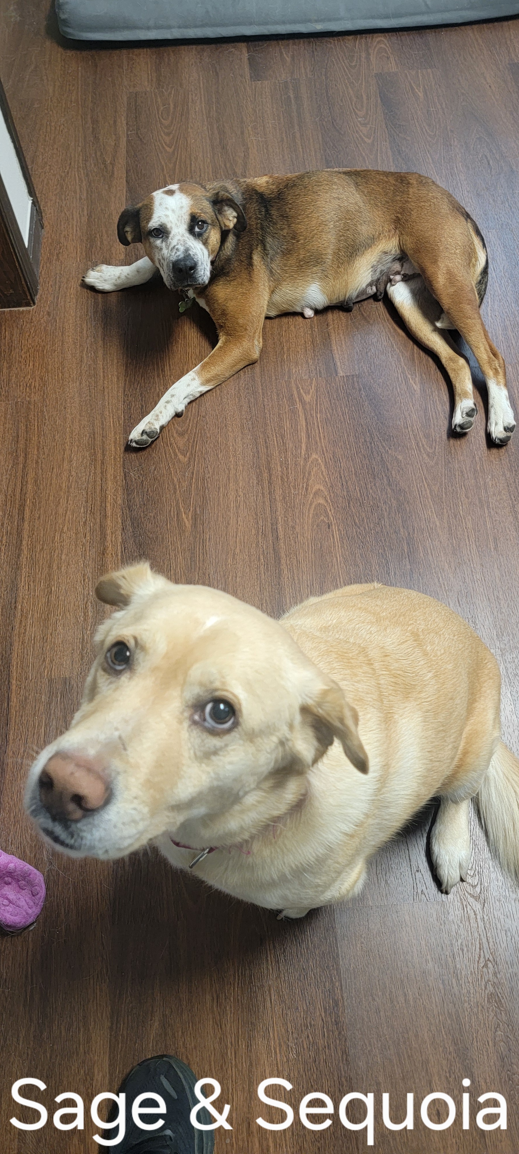 Sage - Photo 1