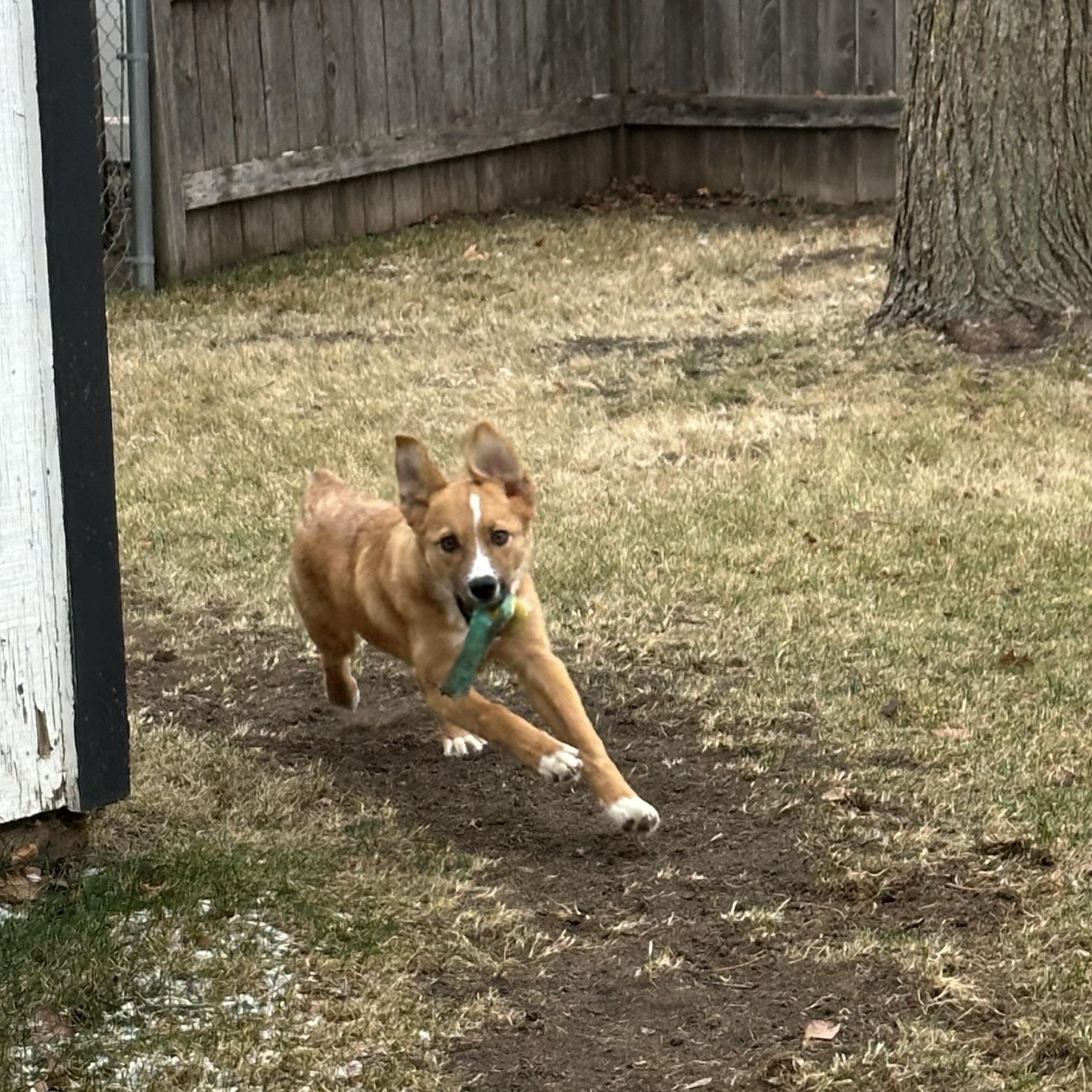 Nala thumbnail 6
