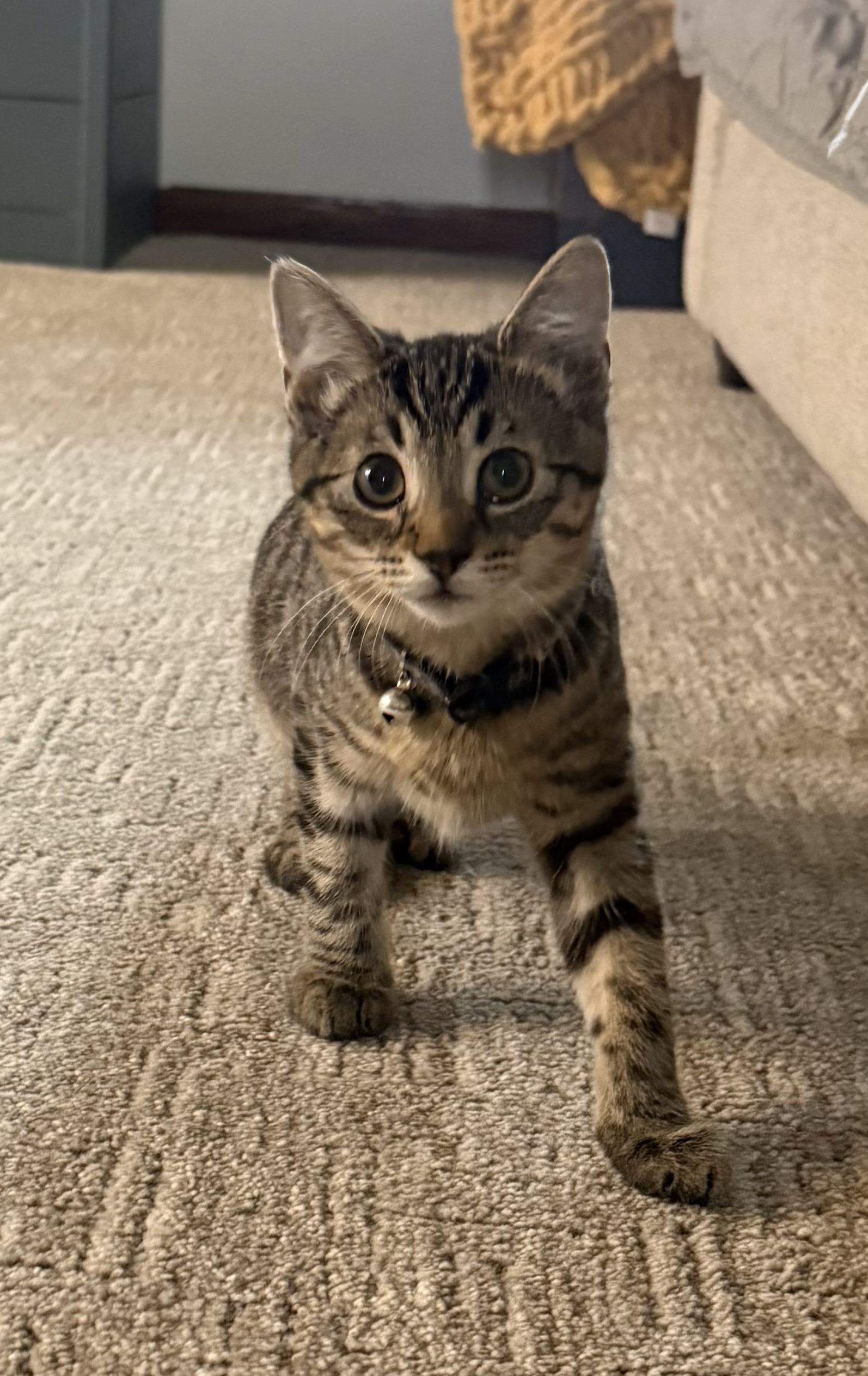 Willa