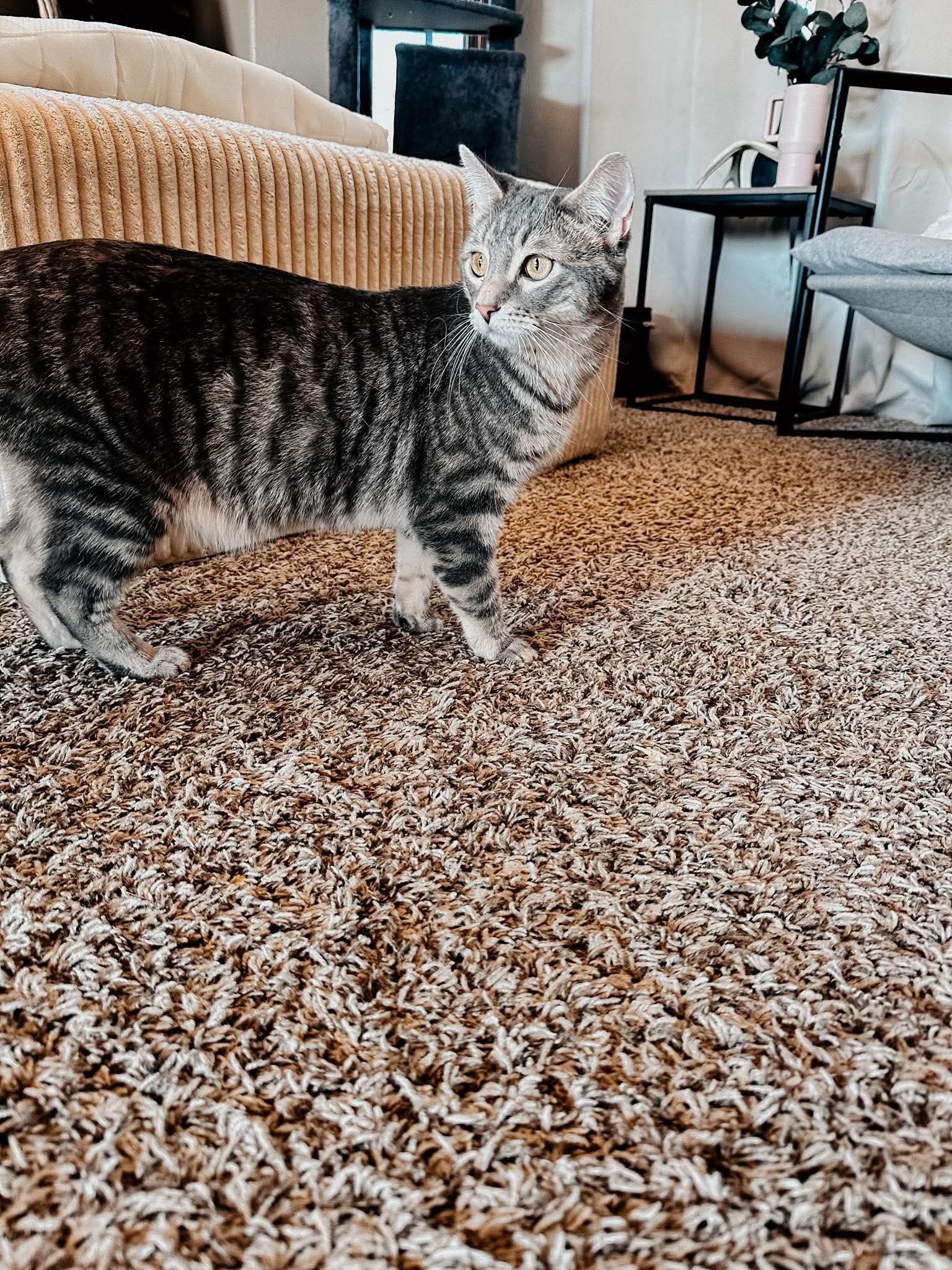 Petey