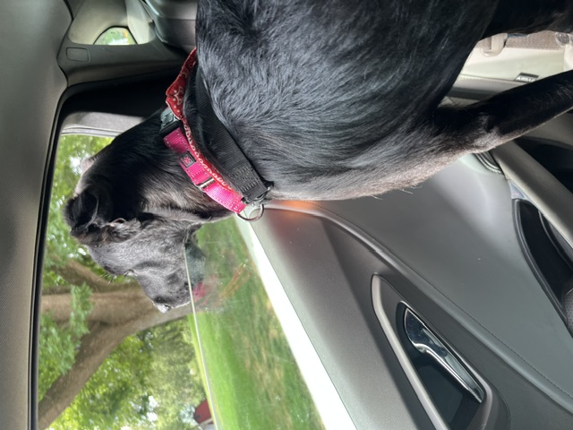 Bentley thumbnail 4