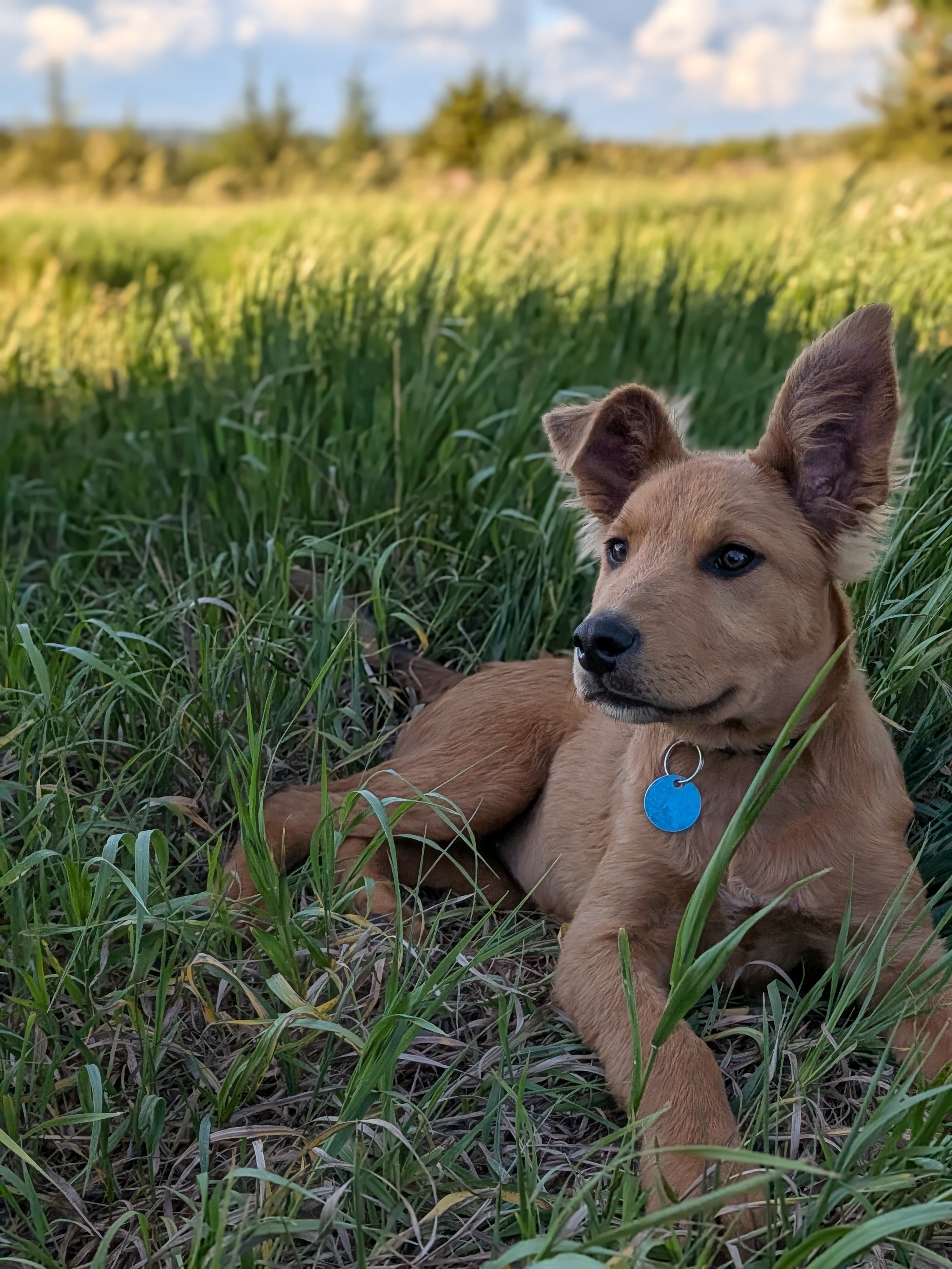 Penny