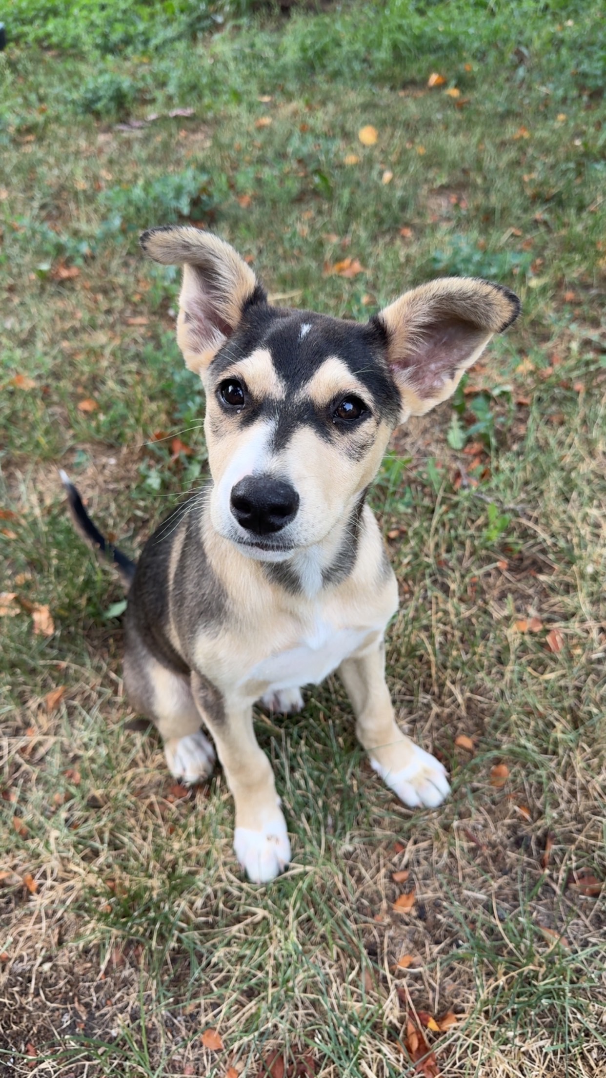 Moxie - Photo 1