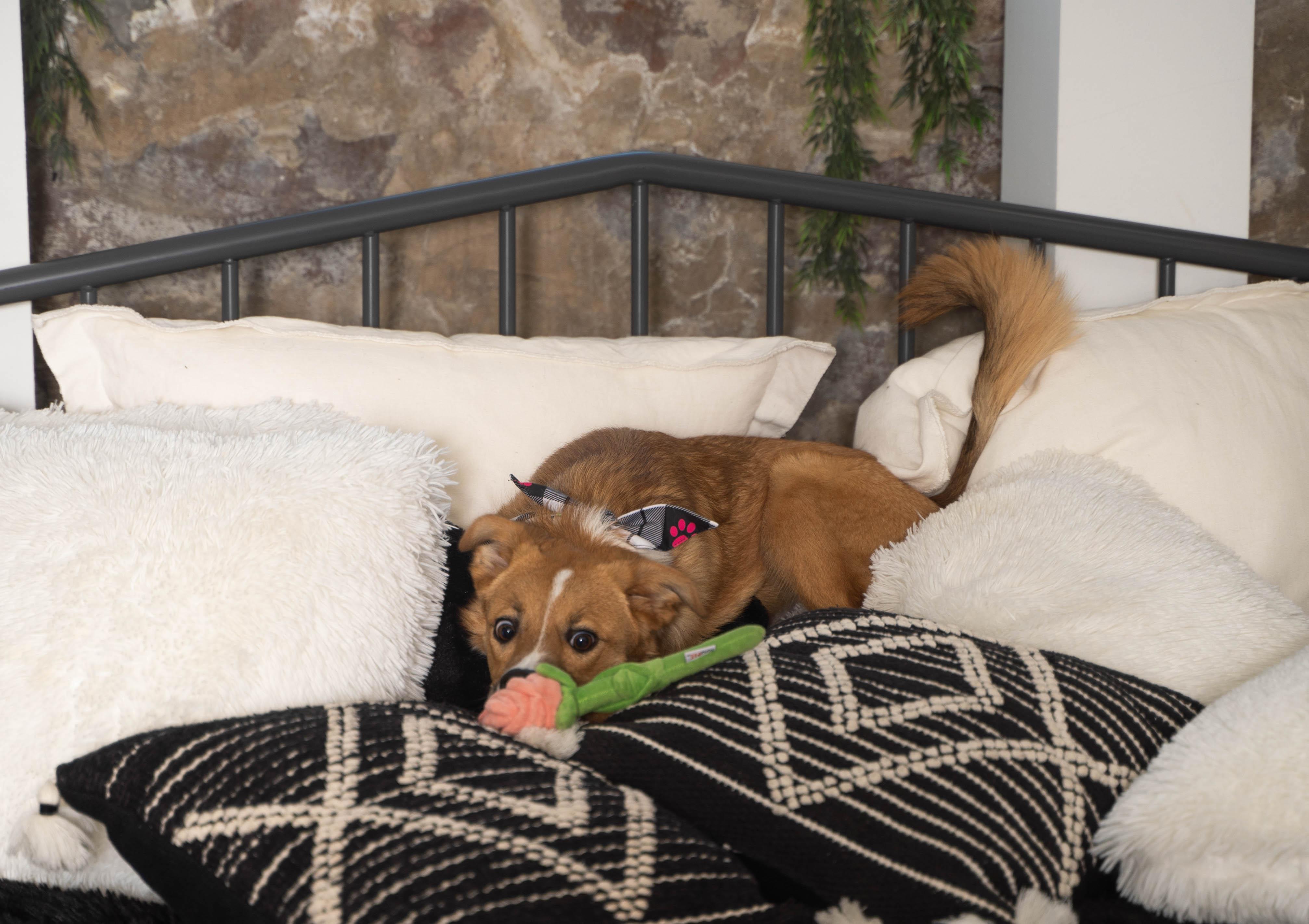 Nala thumbnail 4