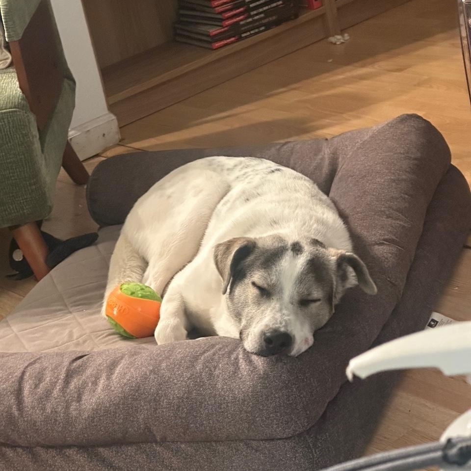 Zeppelin thumbnail 4