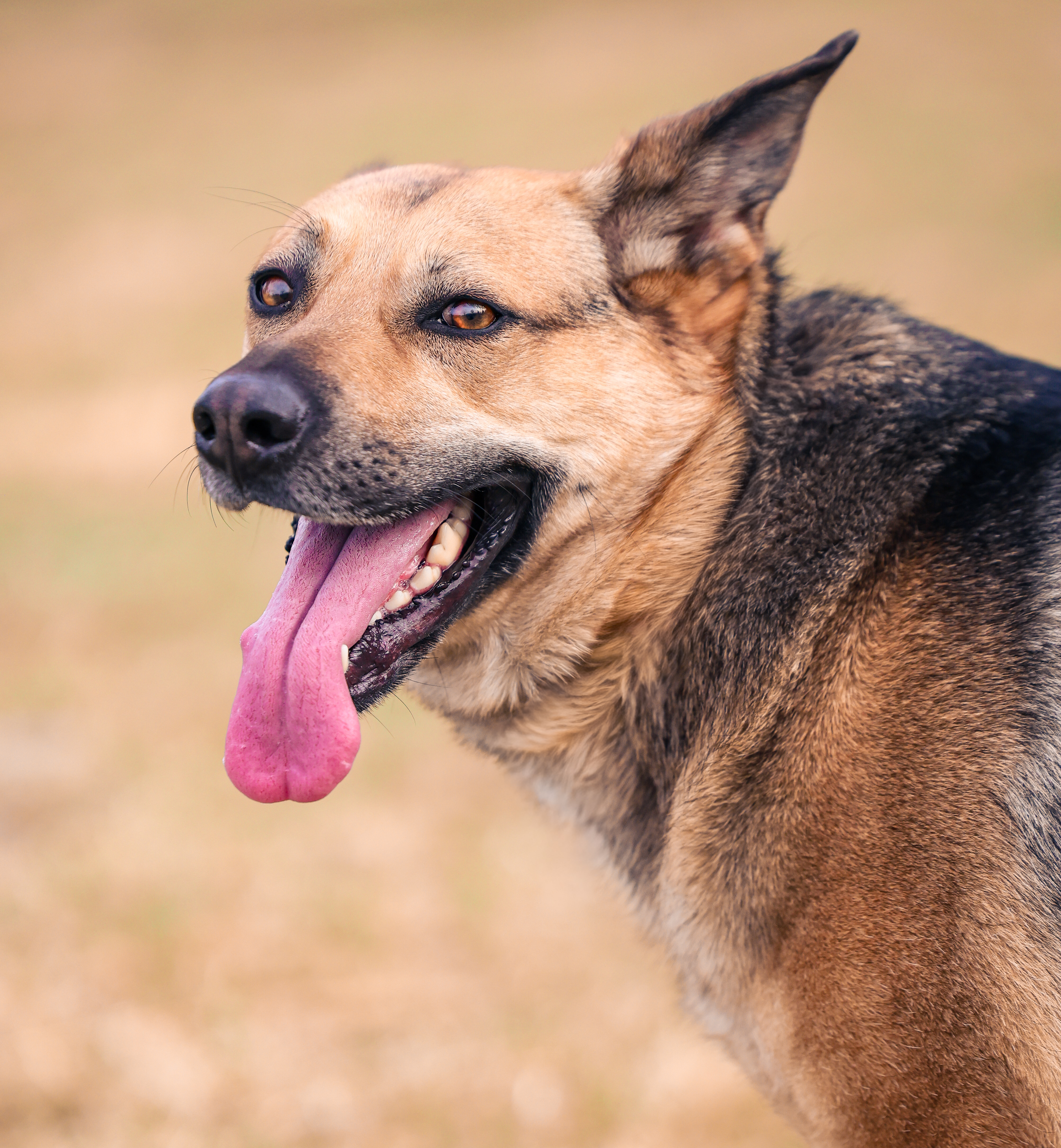 Independence thumbnail 2