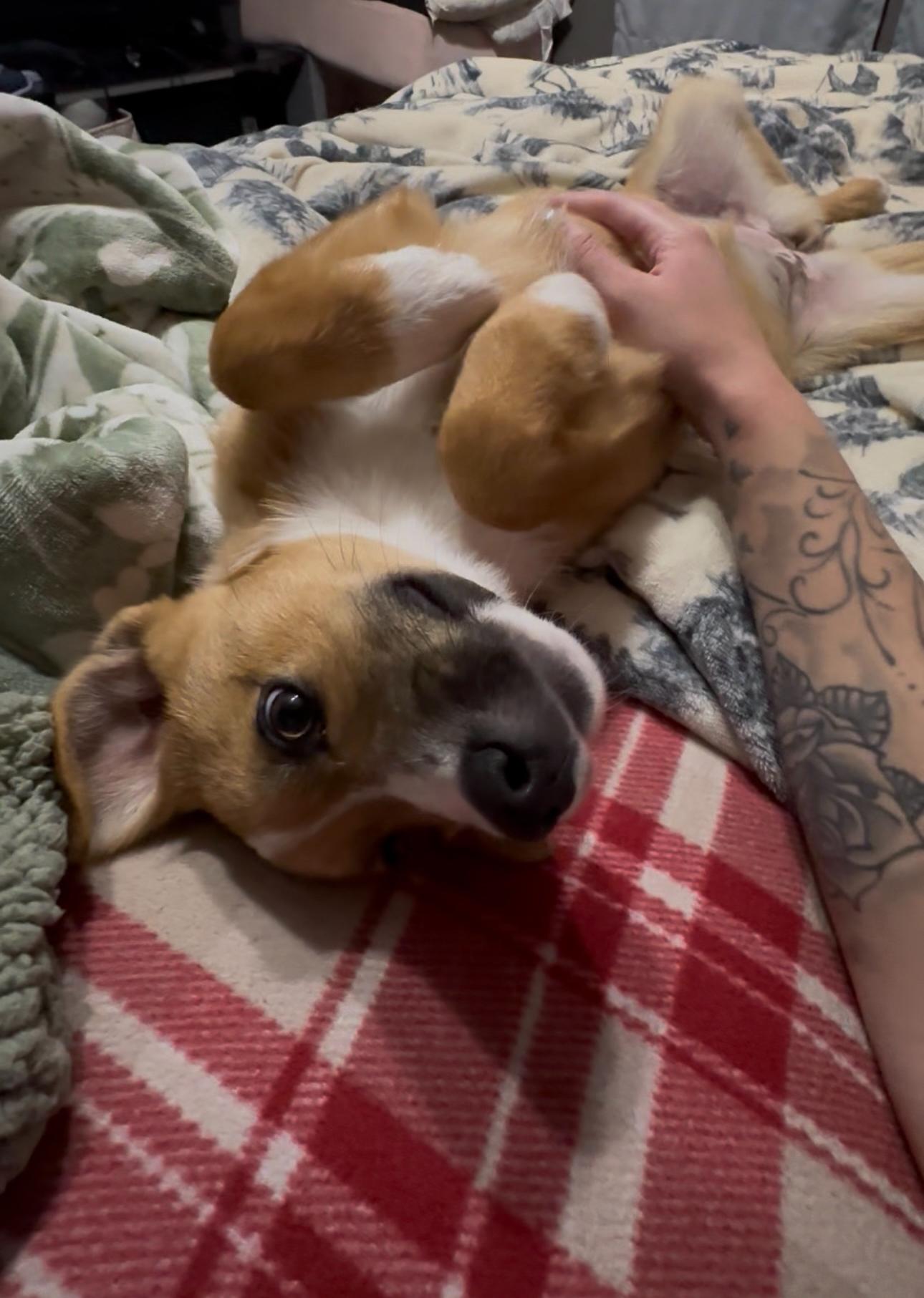 Nala thumbnail 5