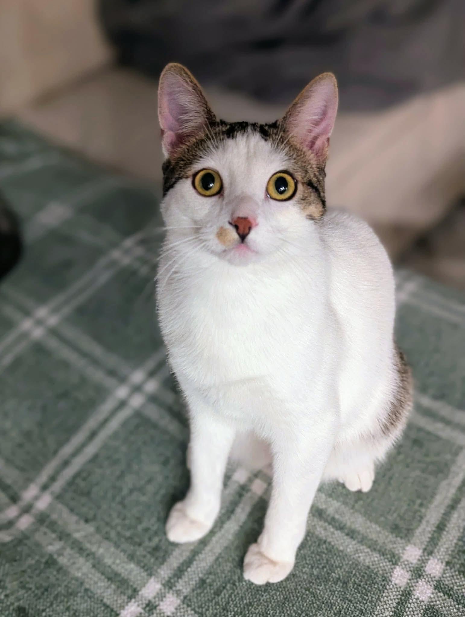 Purrlock Holmes - Photo 1