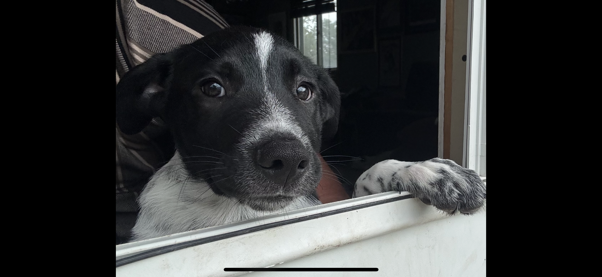 Barney thumbnail 3