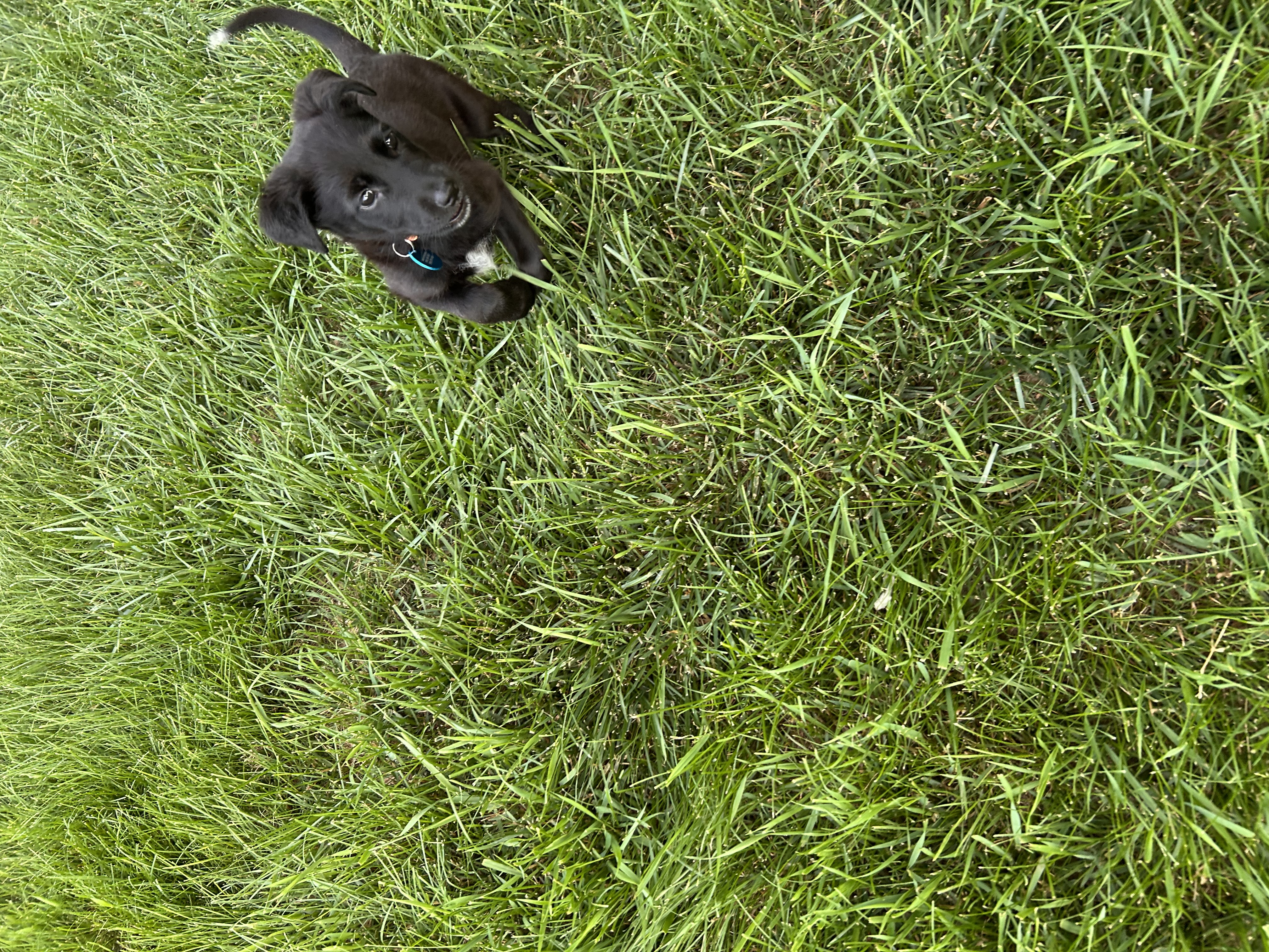 Willow thumbnail 3
