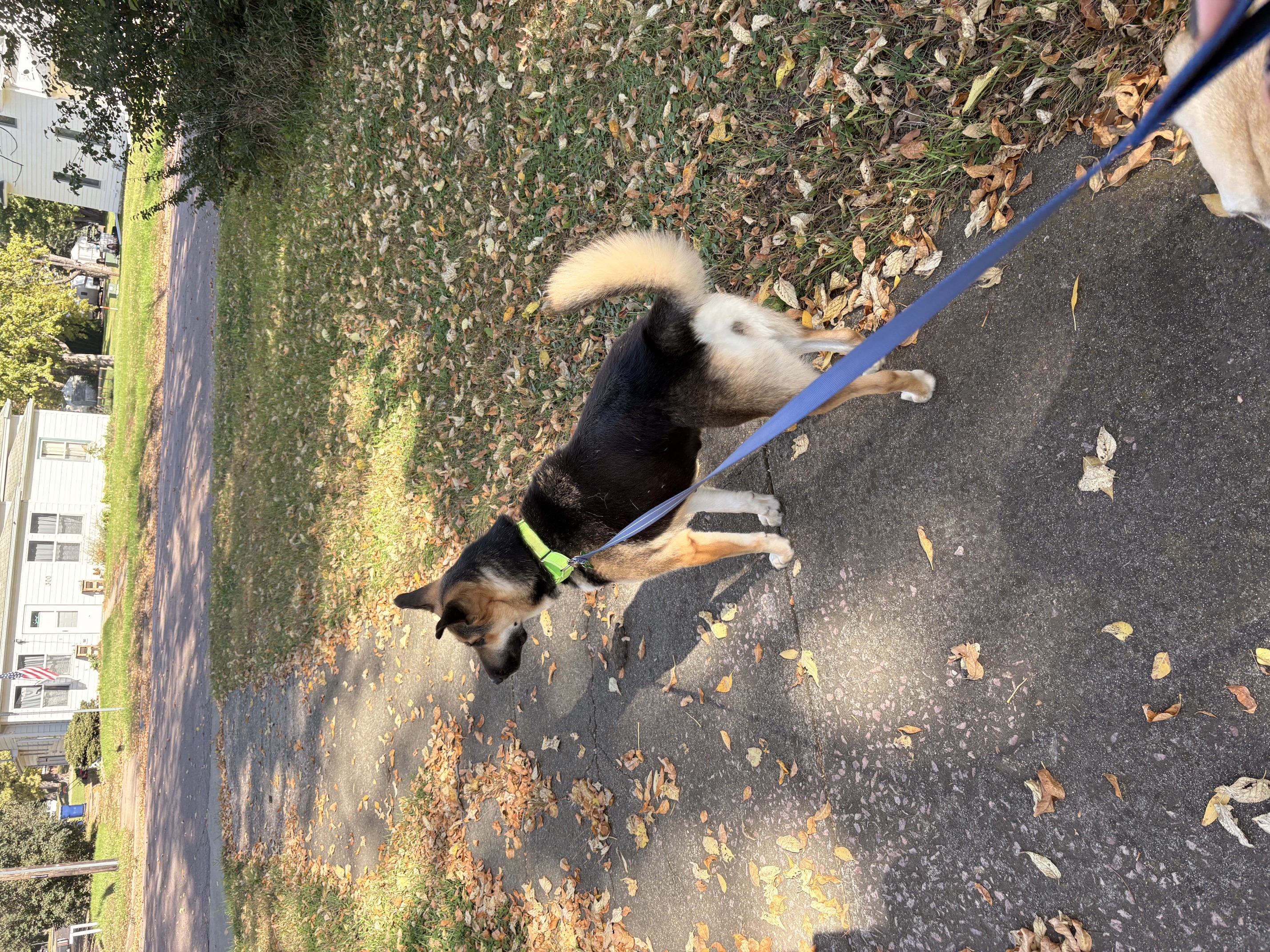 Willow - Photo 1
