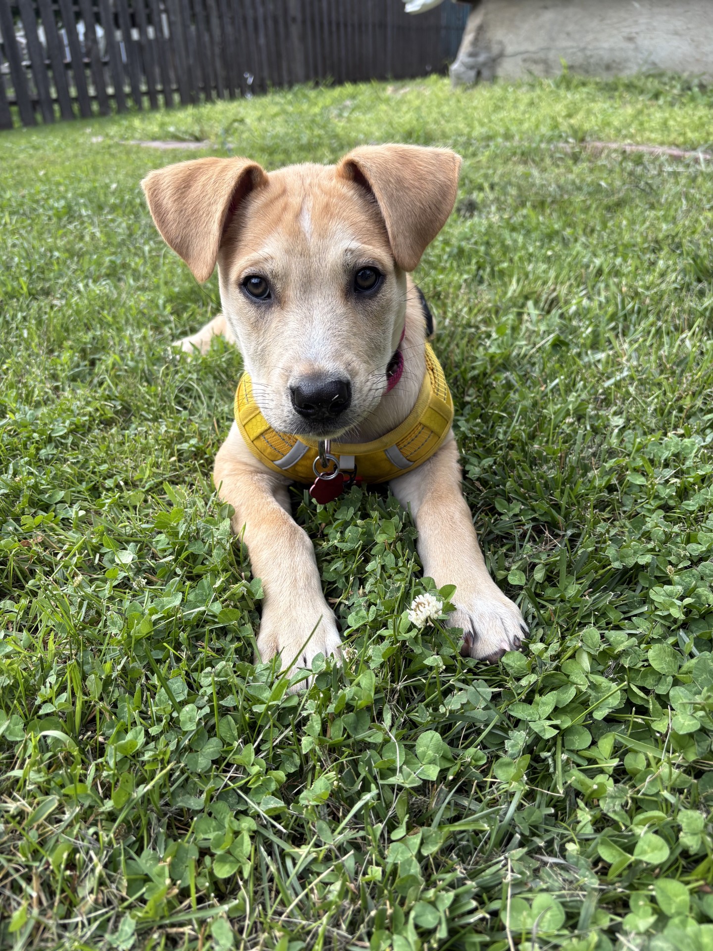 Mia