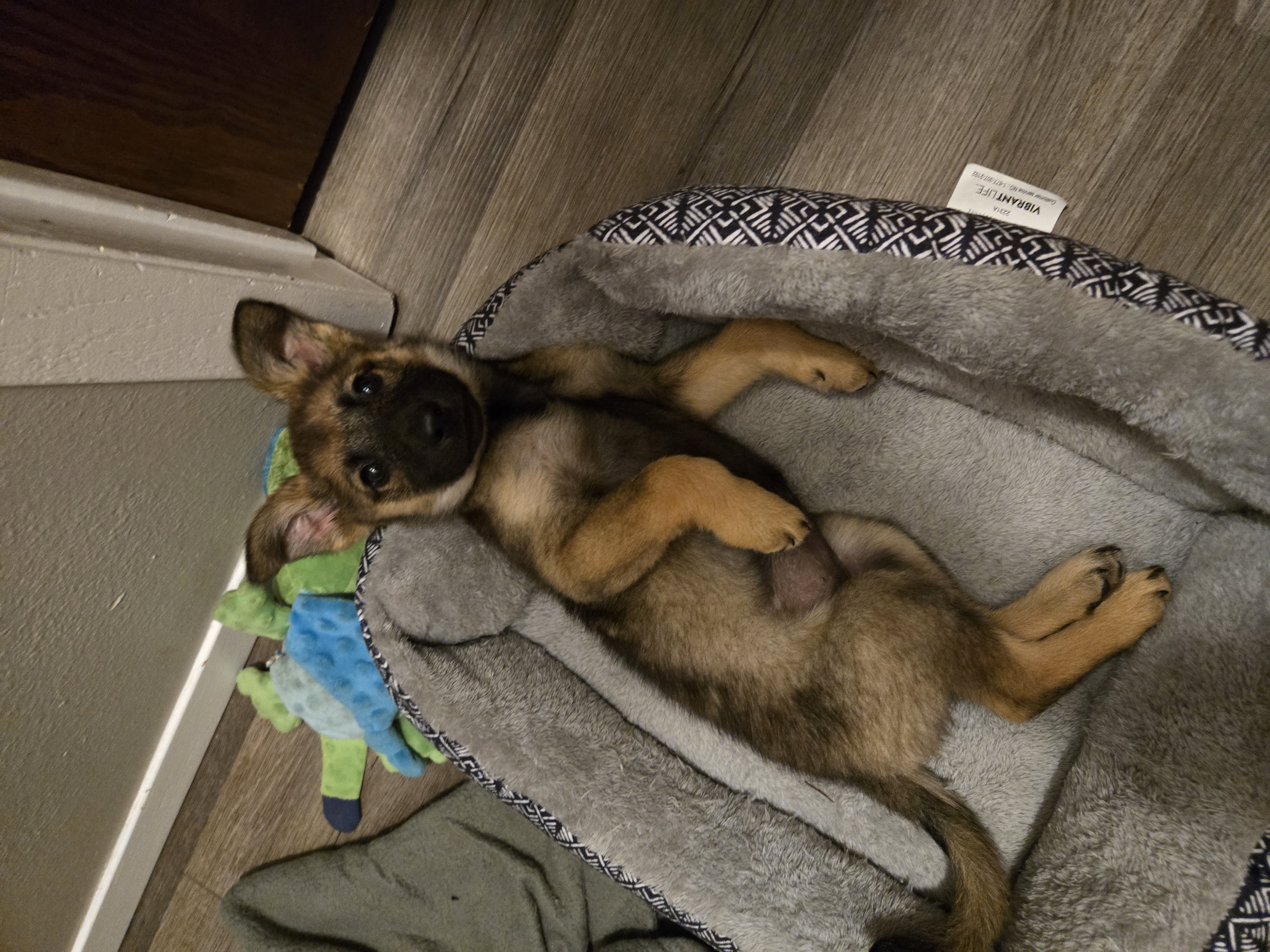 Ginger - Photo 1