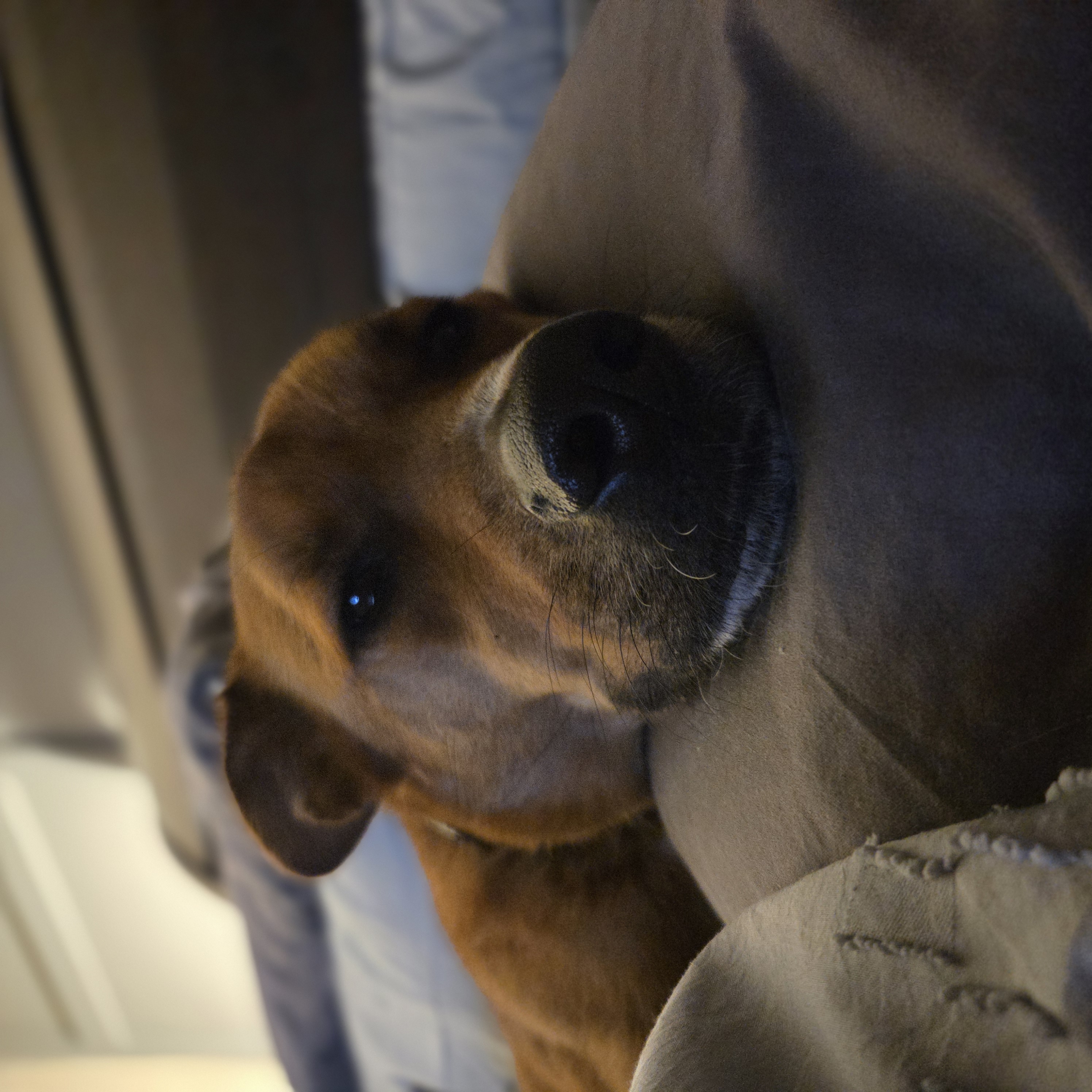 Dutch thumbnail 4