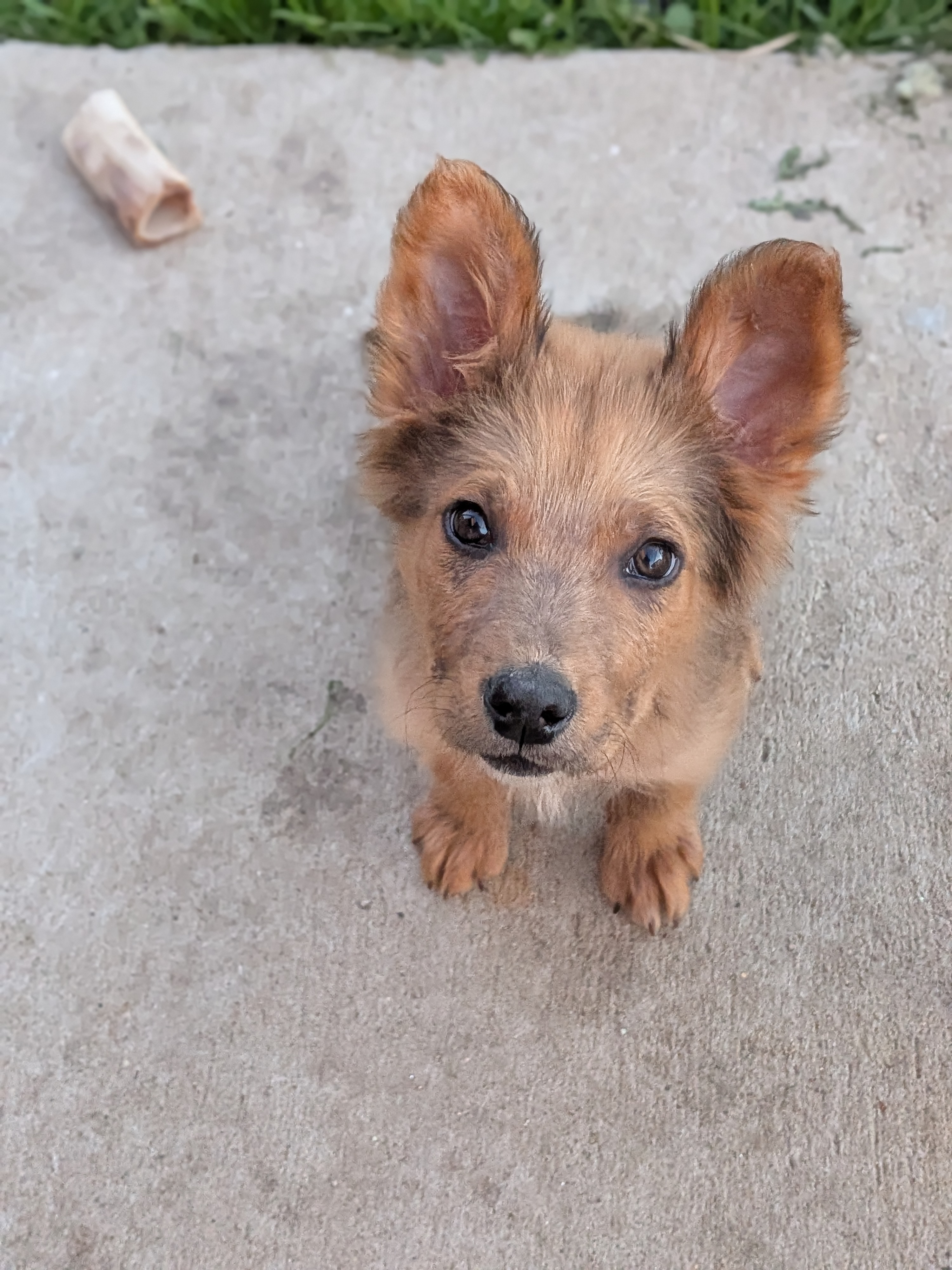 Penny