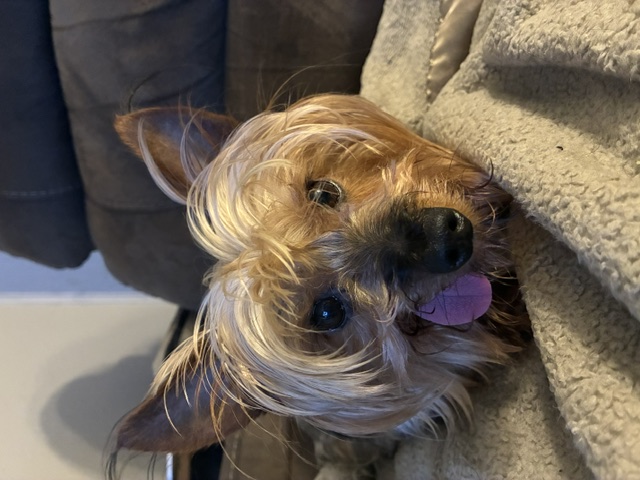 Yoda - Photo 1