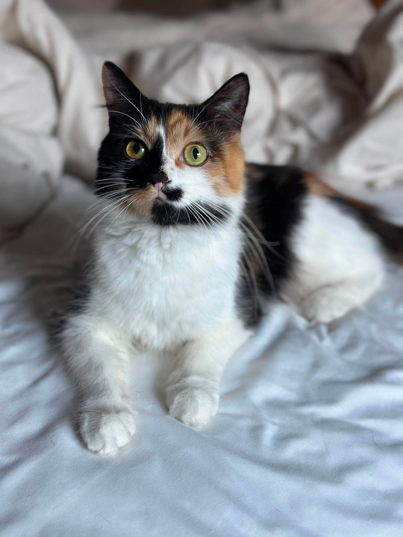 Mabel - Photo 1