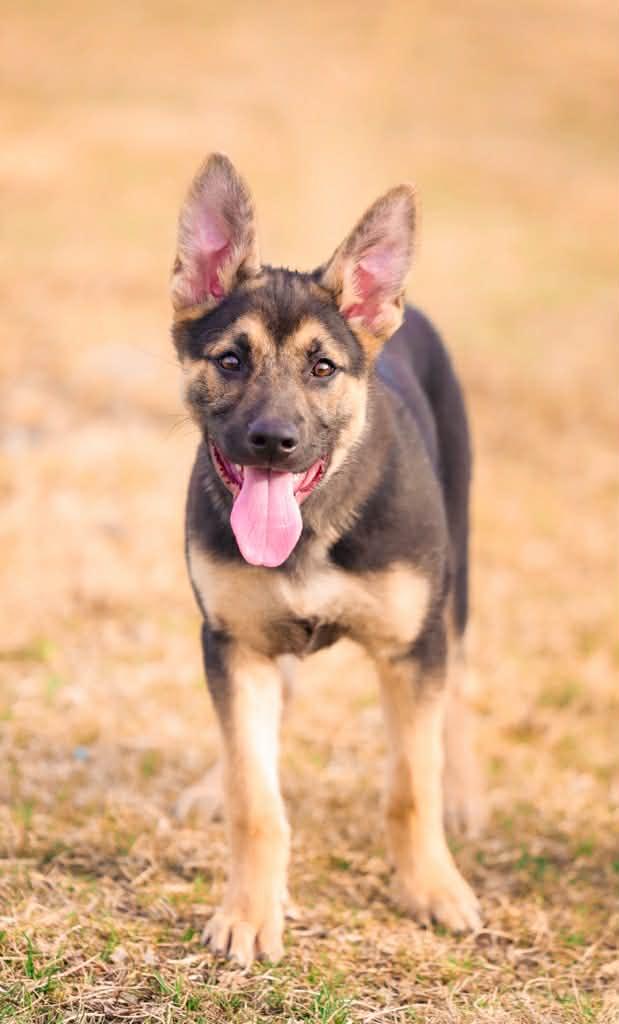 Ruger