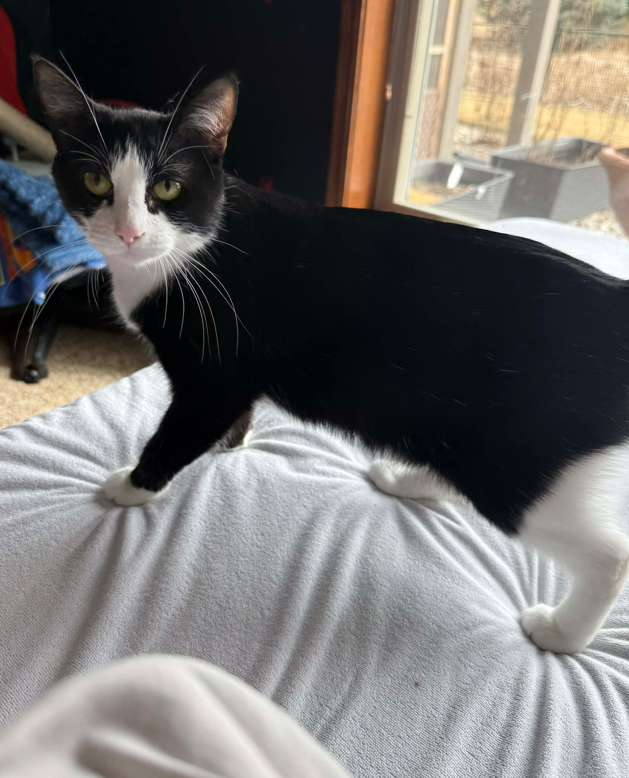 Mittens