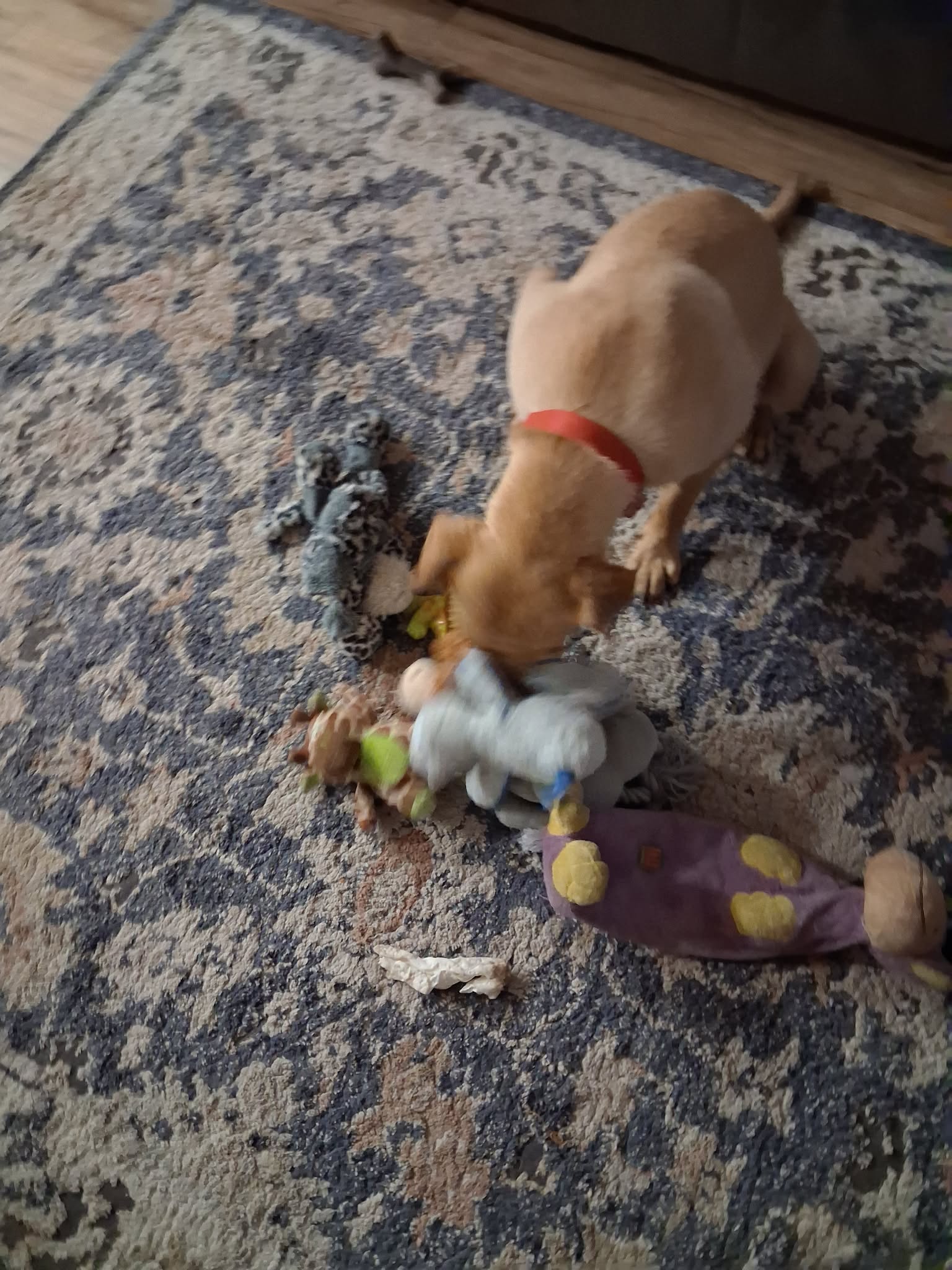 Trixie thumbnail 4