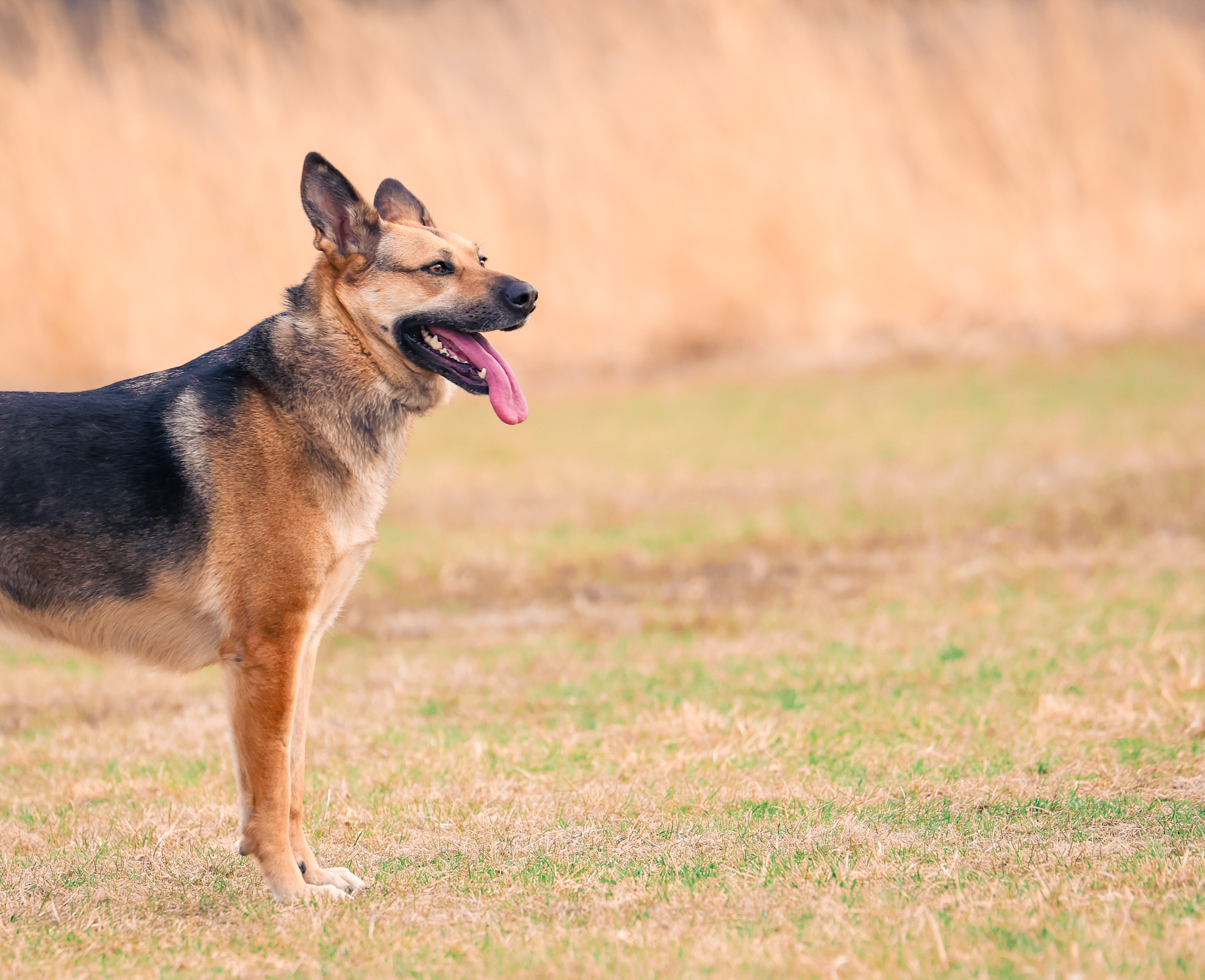 Independence thumbnail 4