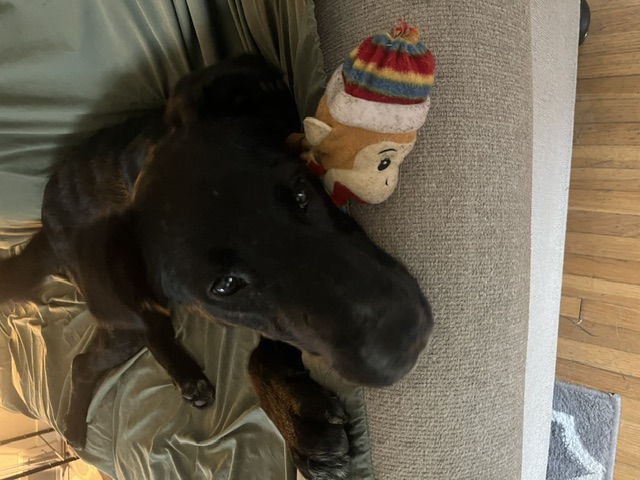Bentley - Photo 1