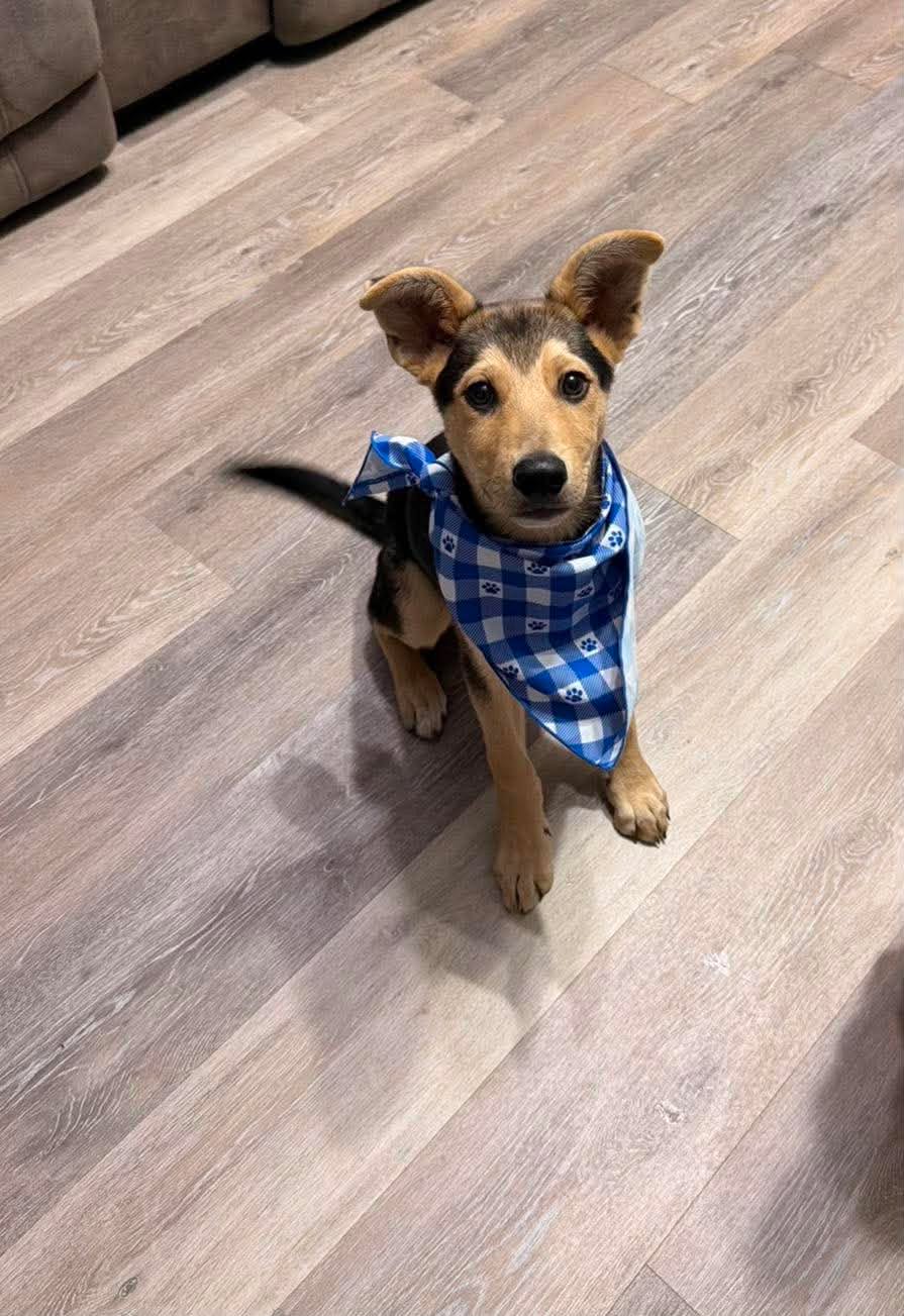Milo - Photo 1