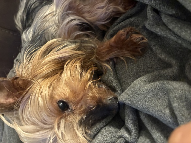 Yoda thumbnail 3