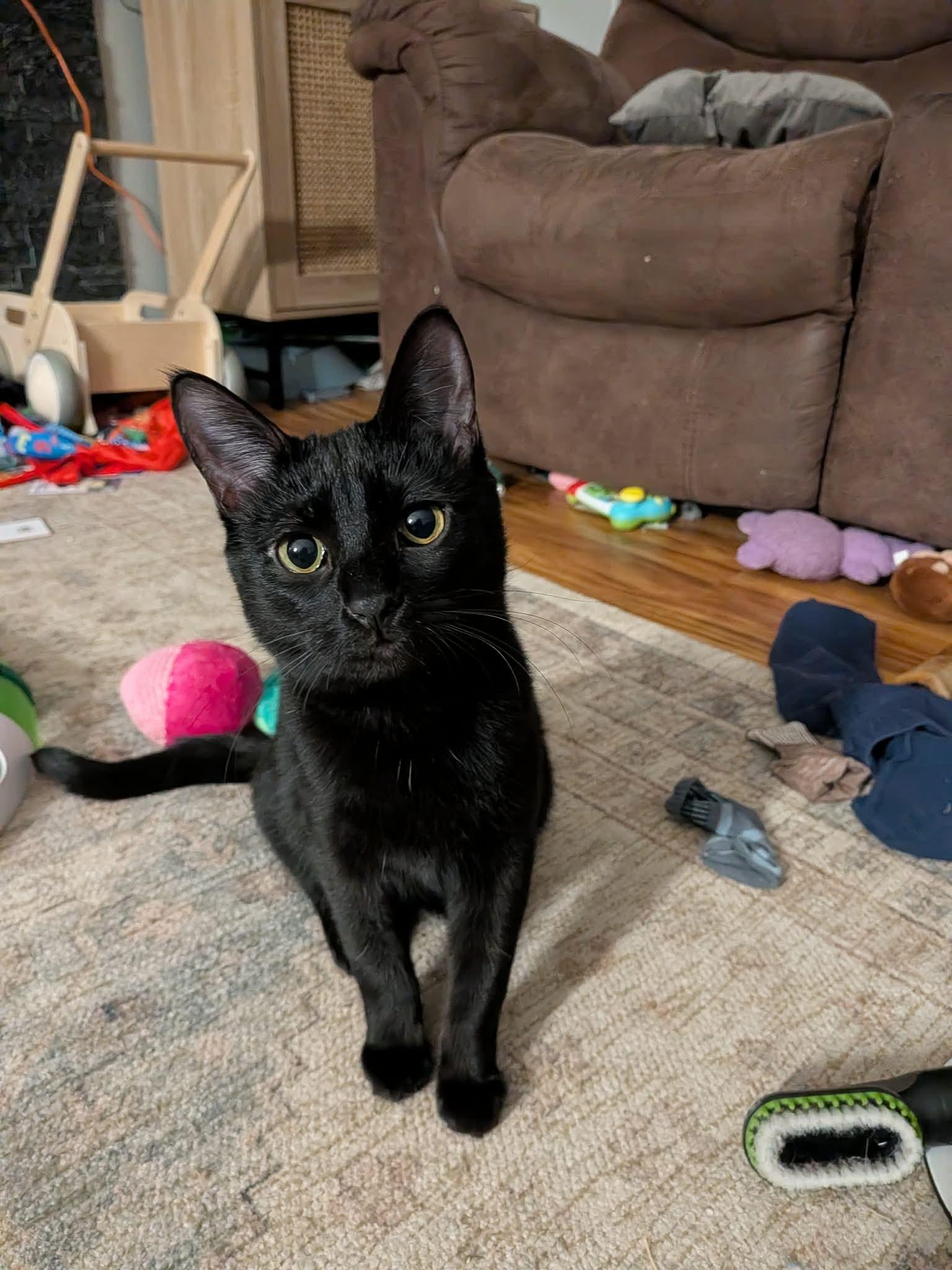 Black Widow #6 - Photo 1