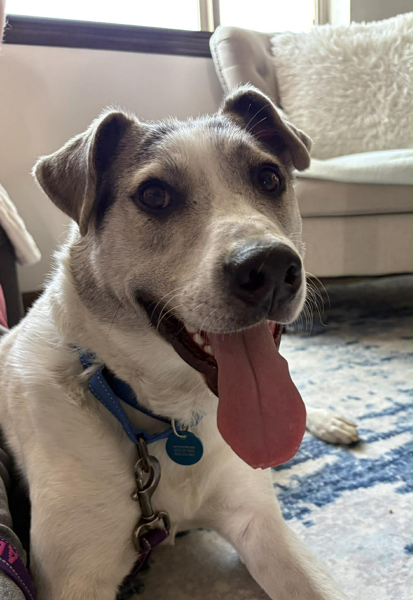 Zeppelin thumbnail 3