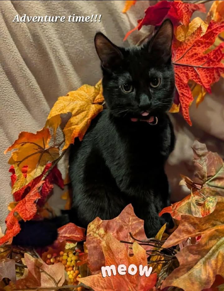 Black Widow - Photo 1