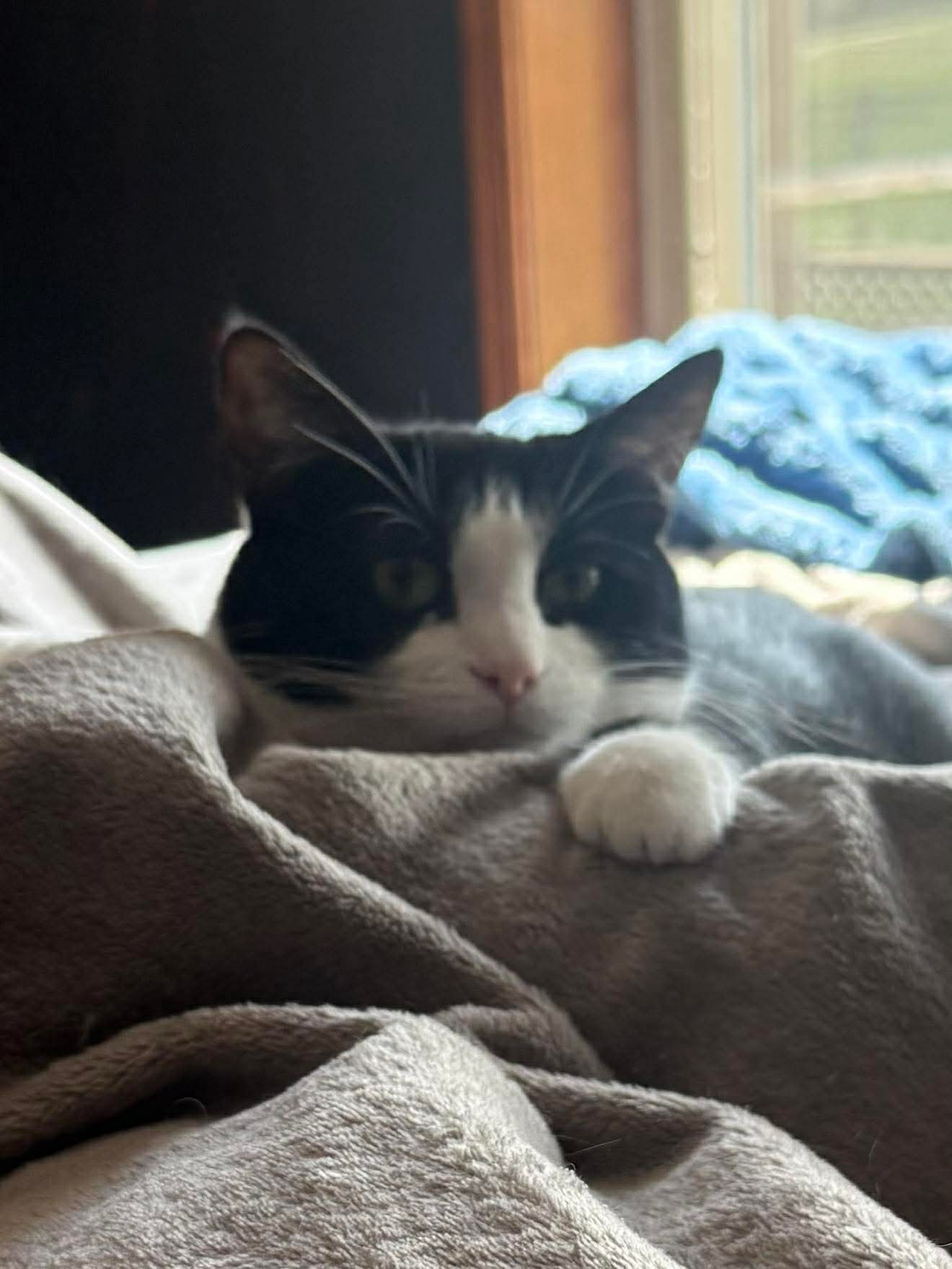 Mittens thumbnail 2