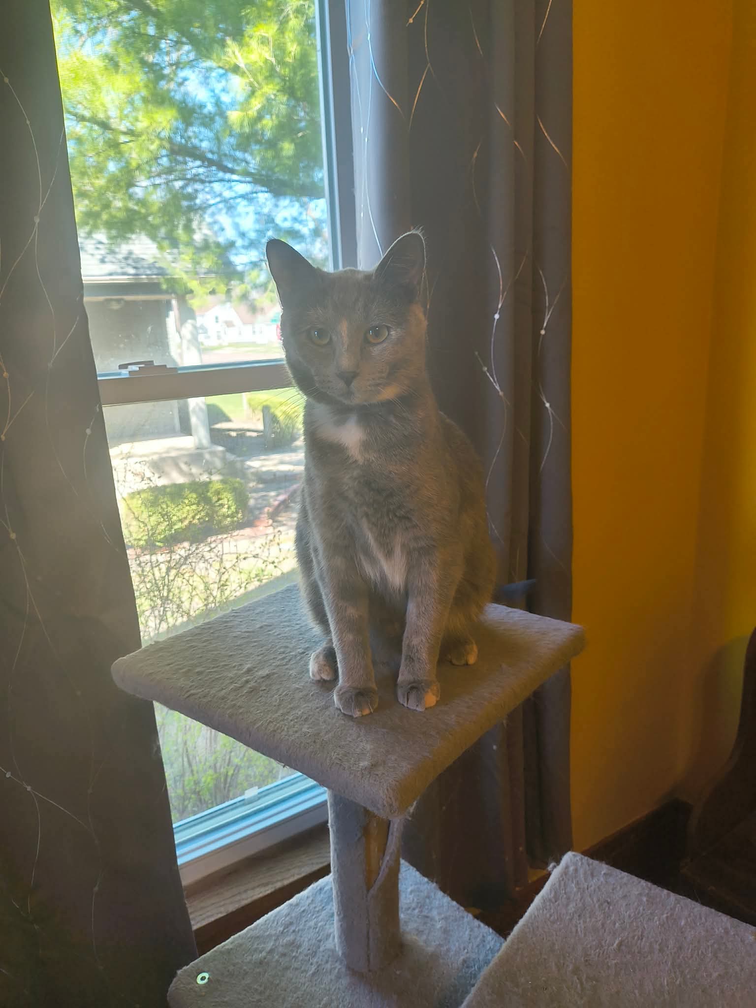 Penny