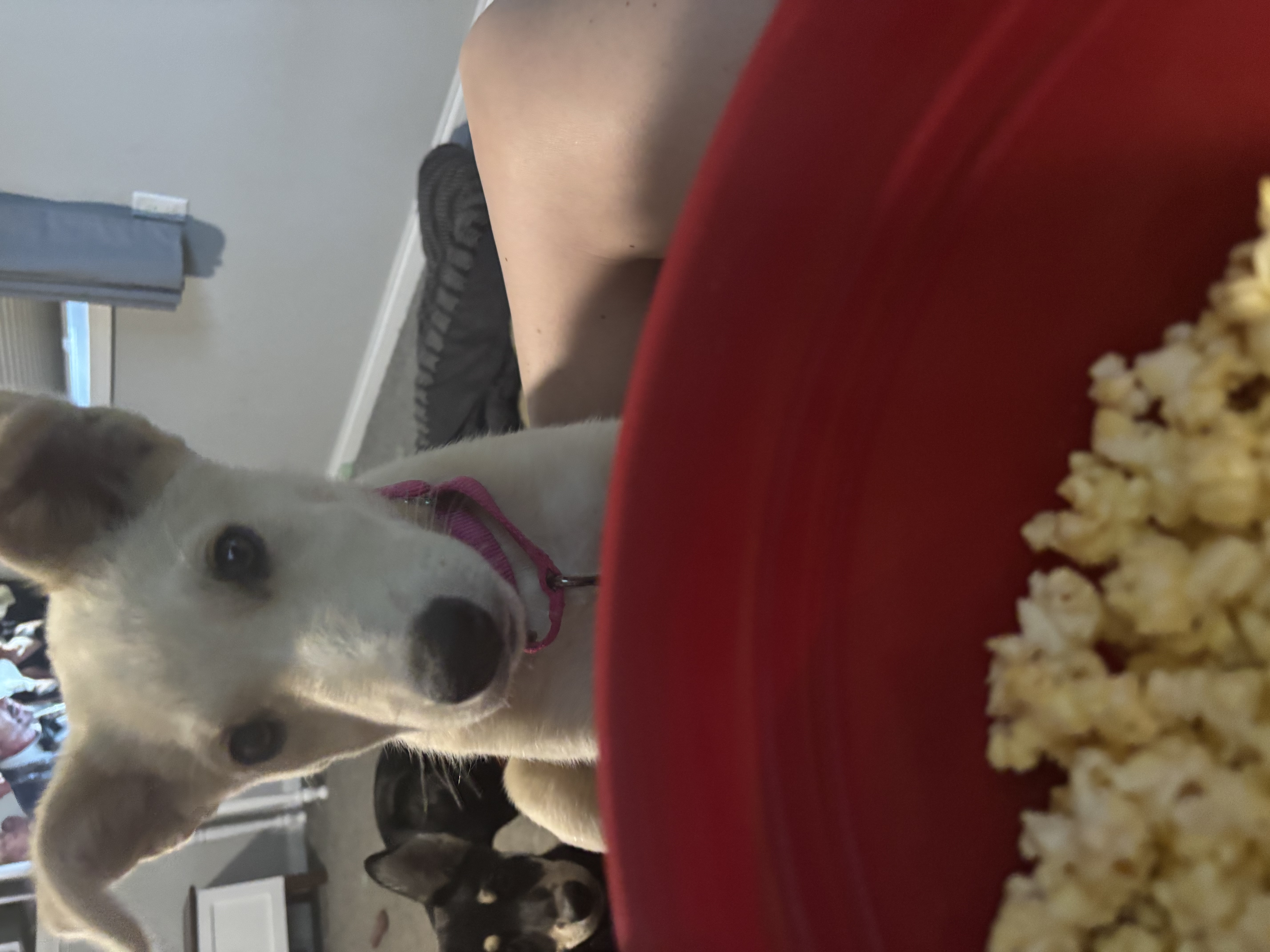 Millie thumbnail 3