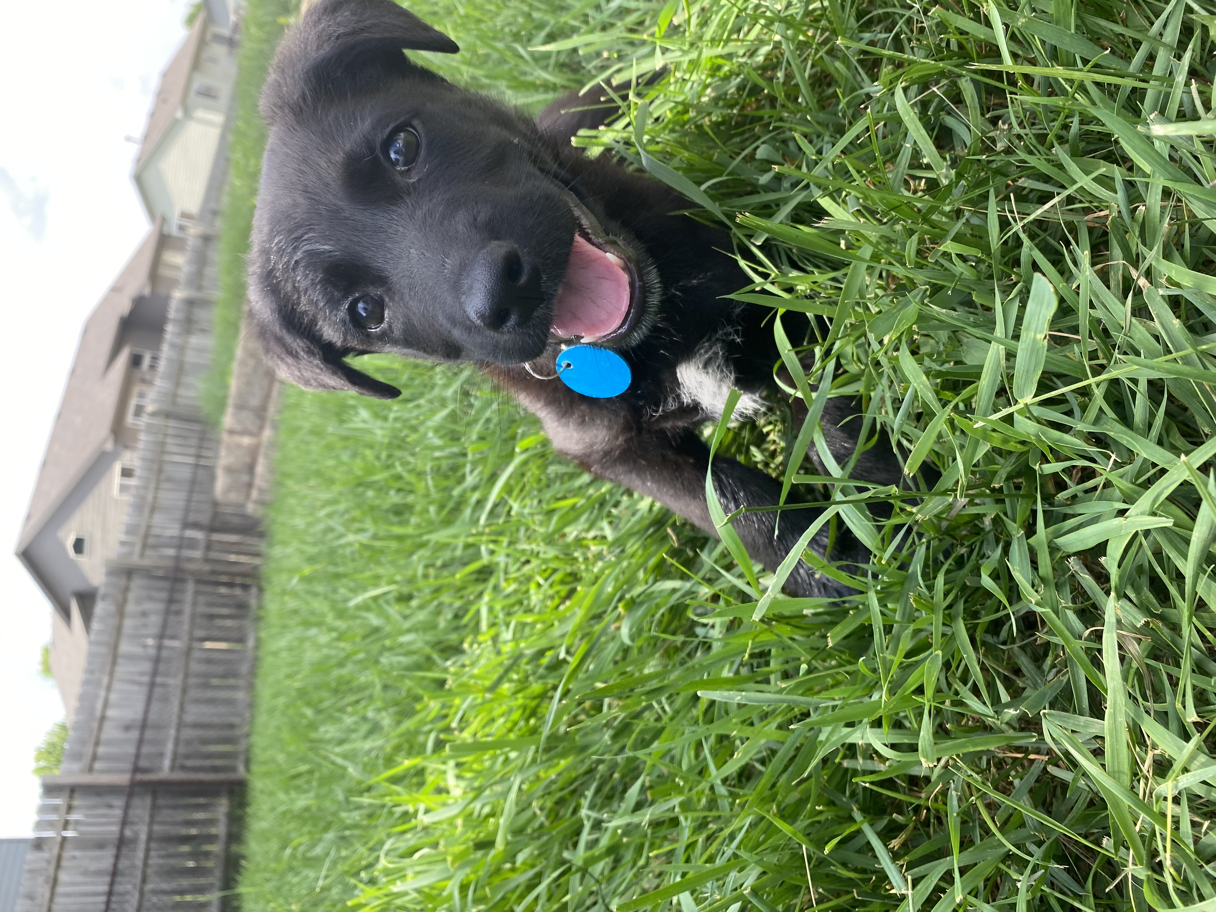 Willow
