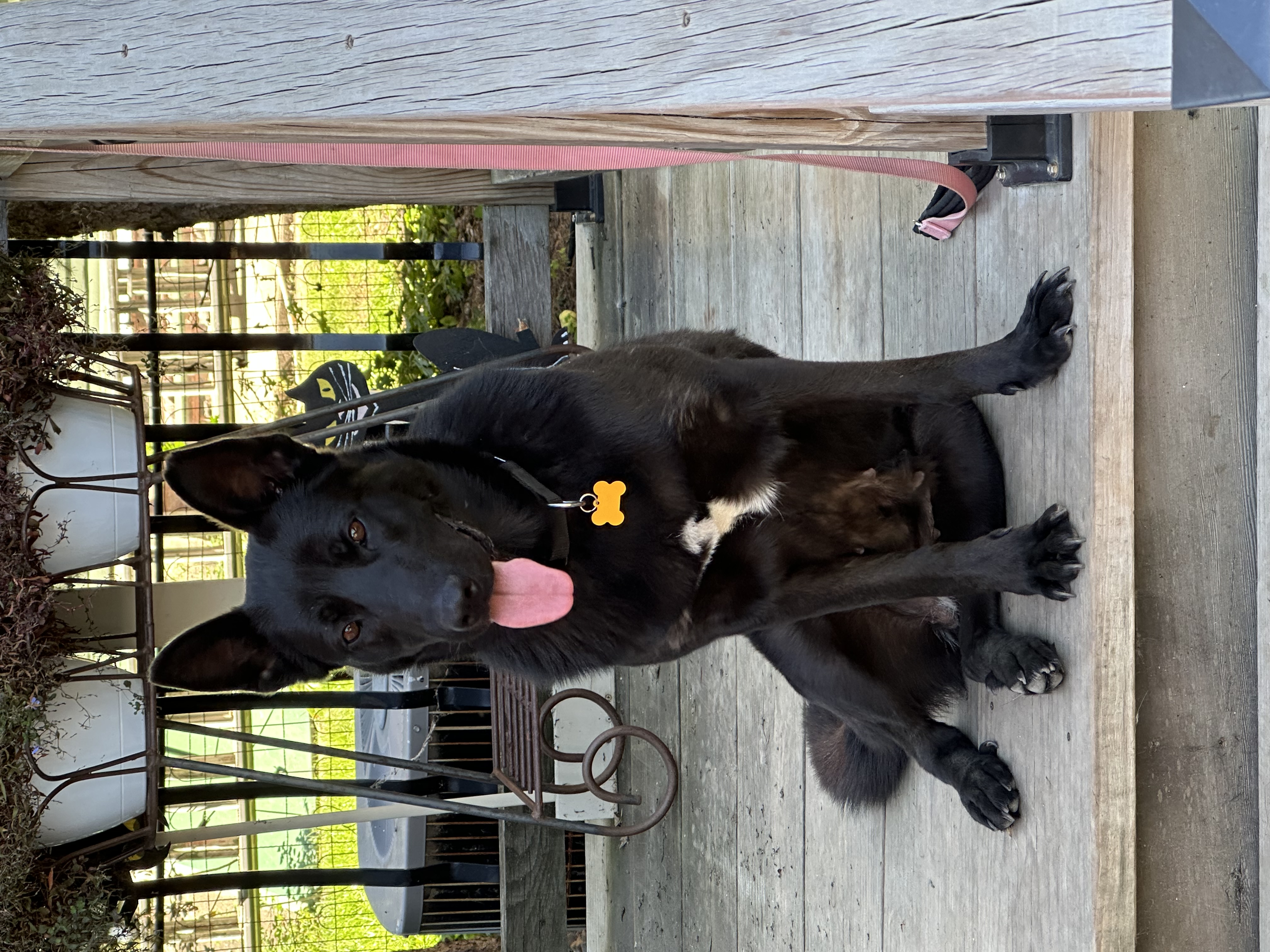 Licorice - Photo 1